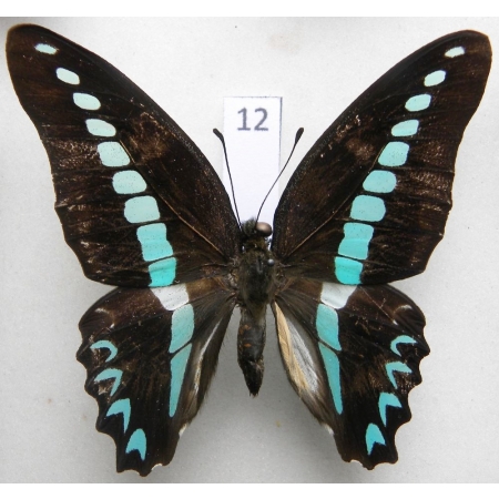 Graphium milon C & R Felder, 1864 Indonesia, Celebes 75mm12
